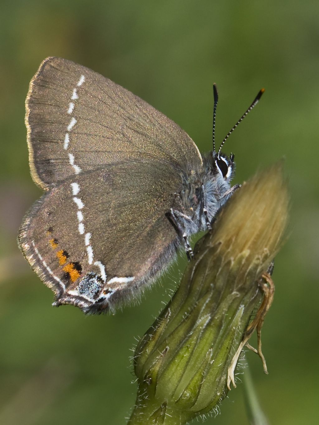 Conferma Satyrium spini